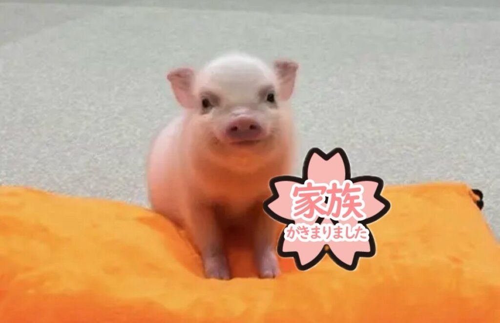テト