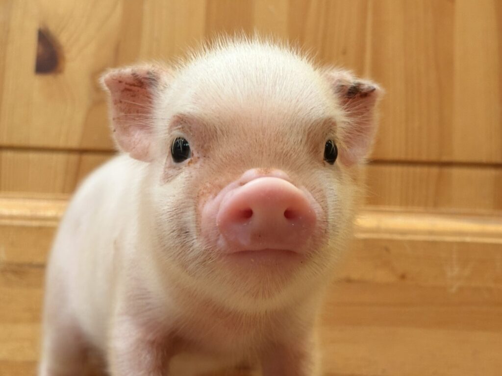 チイ