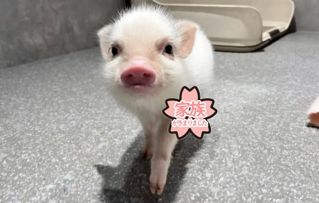 キナコ