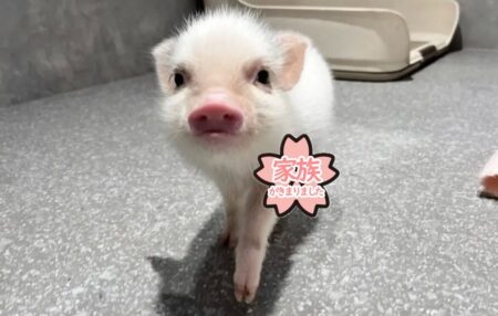 キナコ