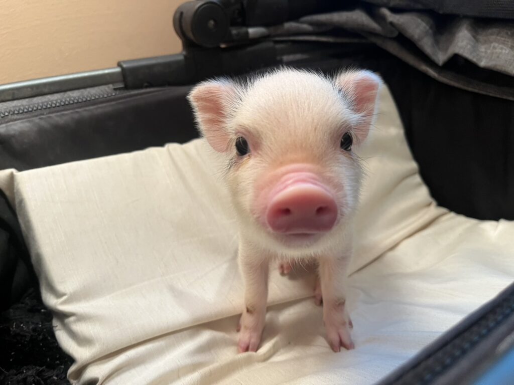 カミュ