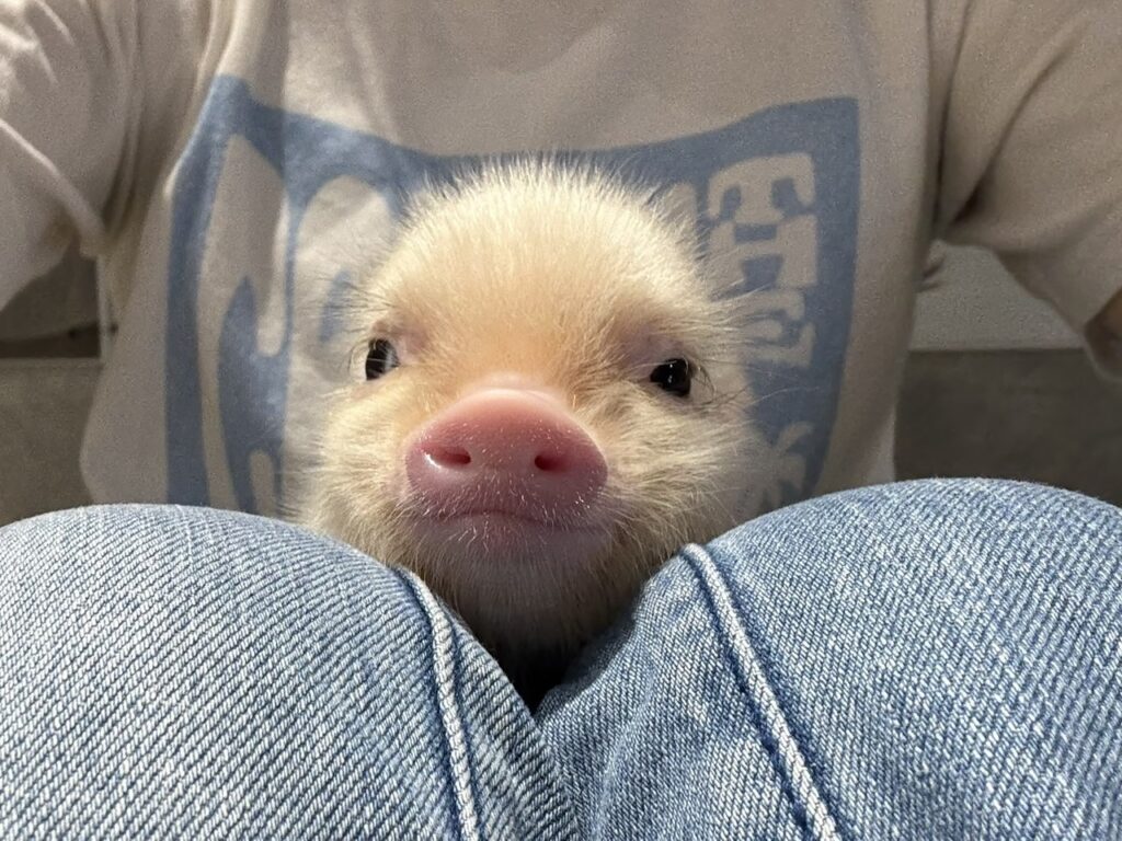 ココ
