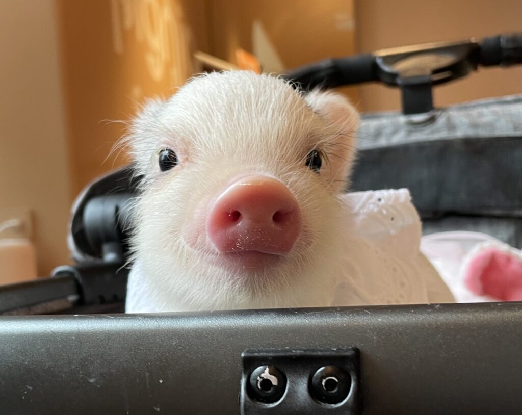 カミュ