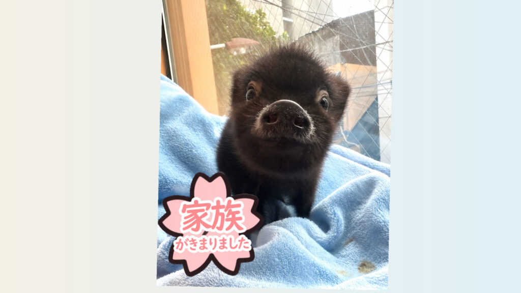 ニコ