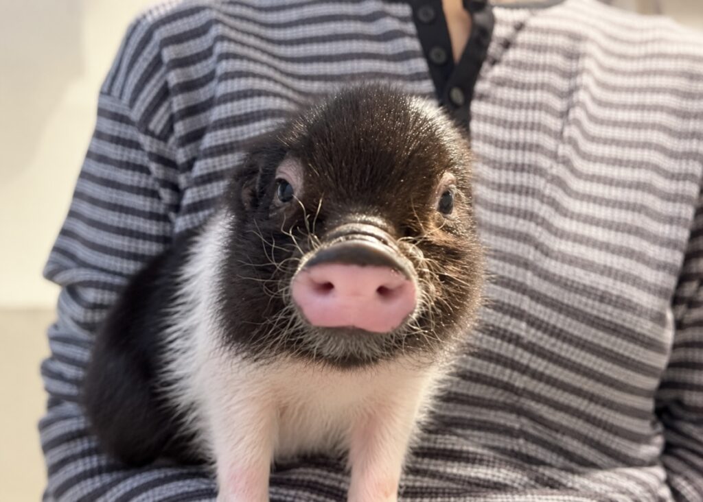 ヘンリー